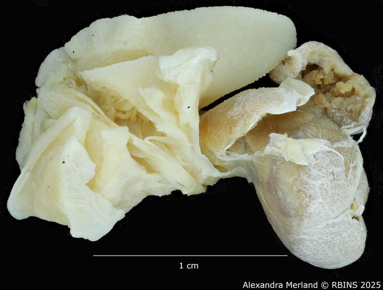 BE-RBINS-INV-MT-3185-Cerastua-flavicans-ht-body4.jpg