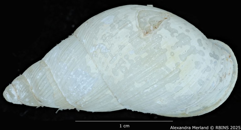 BE-RBINS-INV-MT-3185-Cerastua-flavicans-ht-D.jpg