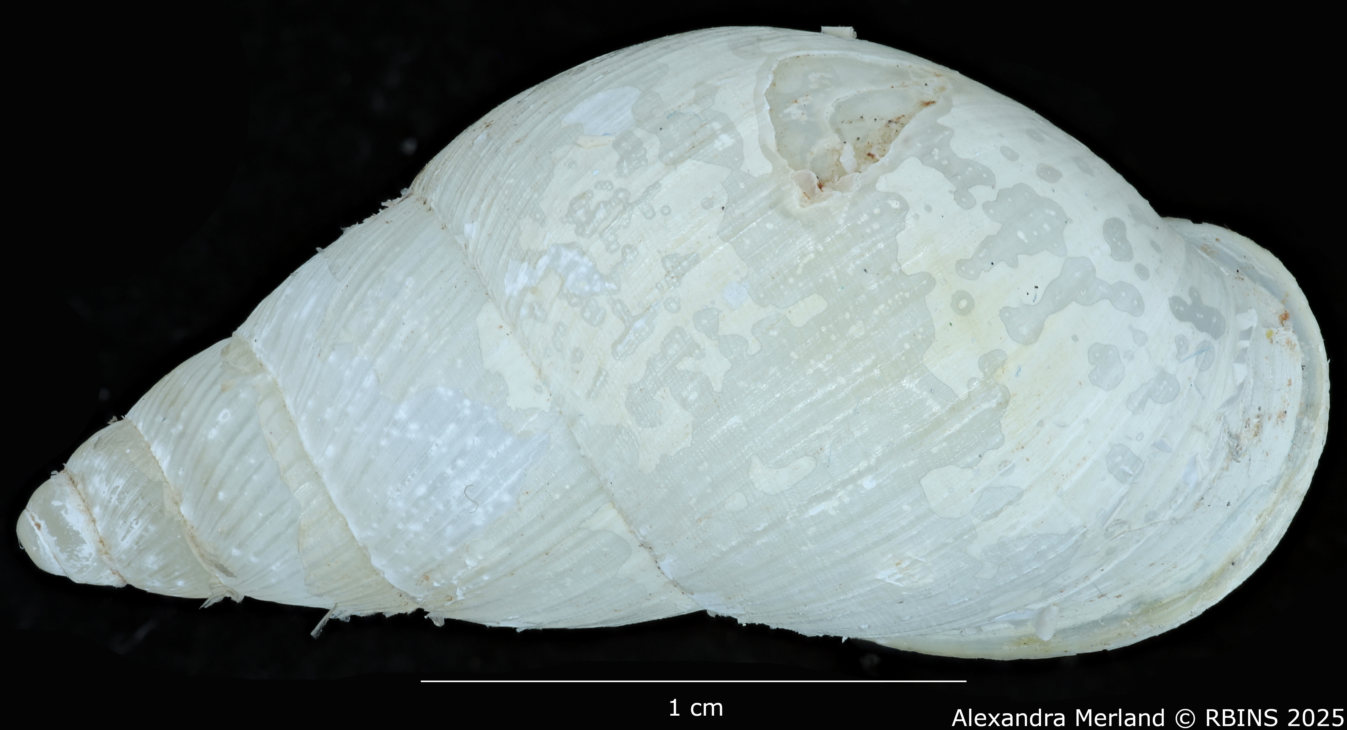 BE-RBINS-INV-MT-3185-Cerastua-flavicans-ht-D.jpg