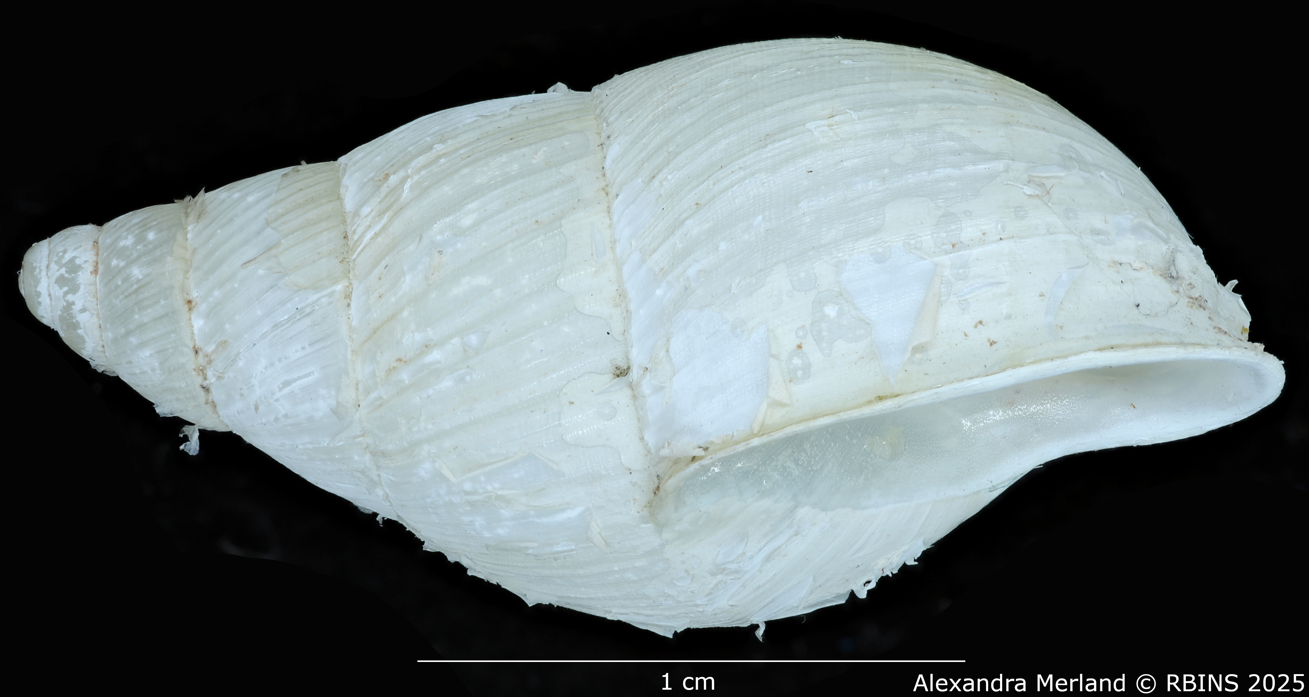 BE-RBINS-INV-MT-3185-Cerastua-flavicans-ht-L.jpg