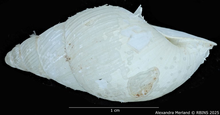 BE-RBINS-INV-MT-3185-Cerastua-flavicans-ht-L2.jpg