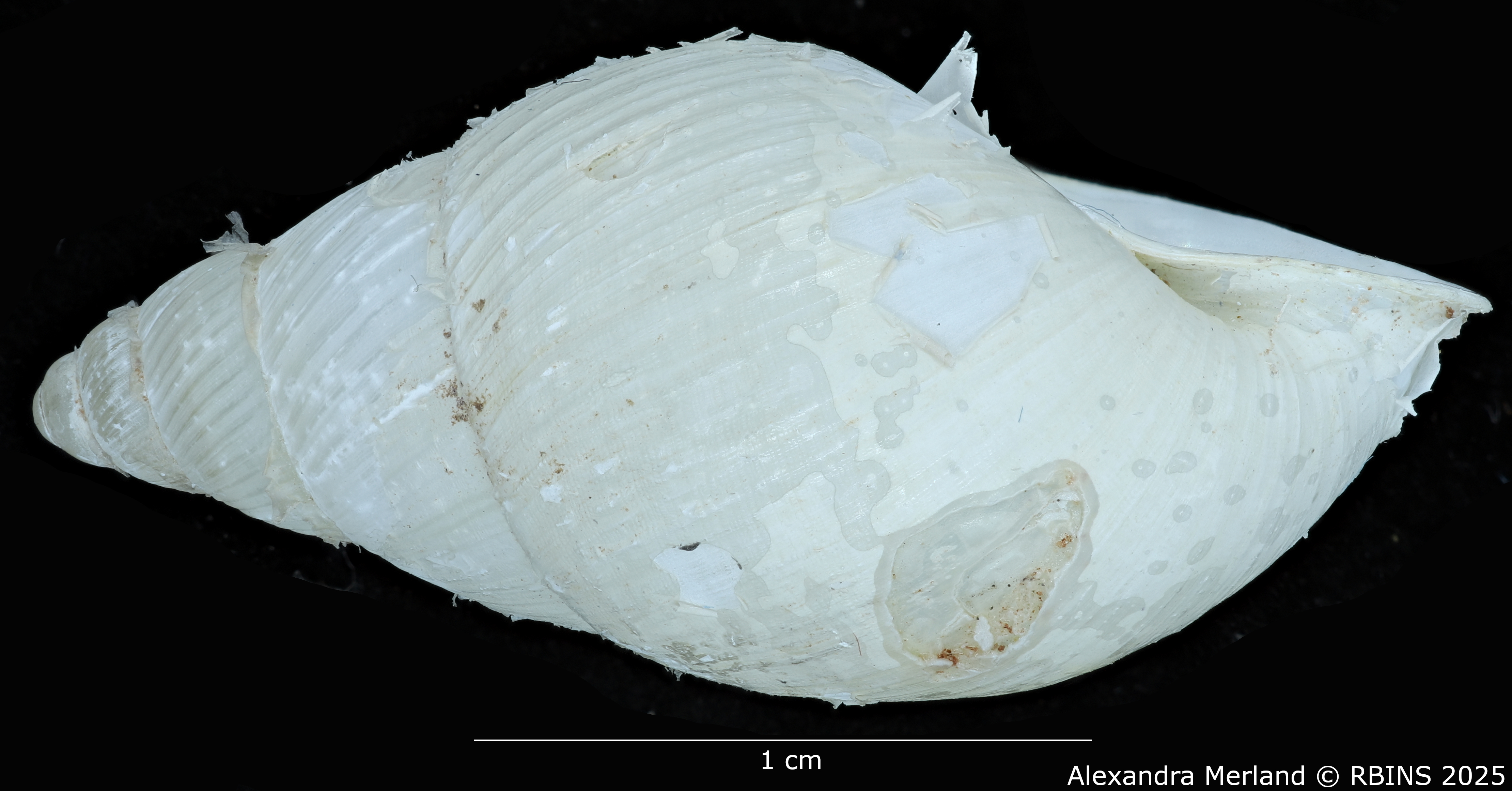 BE-RBINS-INV-MT-3185-Cerastua-flavicans-ht-L2.jpg