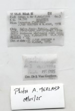 BE-RBINS-INV-MT-3185-Cerastua-flavicans-ht-label.jpg