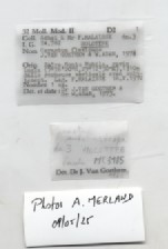 BE-RBINS-INV-MT-3185-Cerastua-flavicans-ht-label.jpg