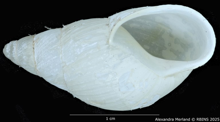 BE-RBINS-INV-MT-3185-Cerastua-flavicans-ht-V.jpg