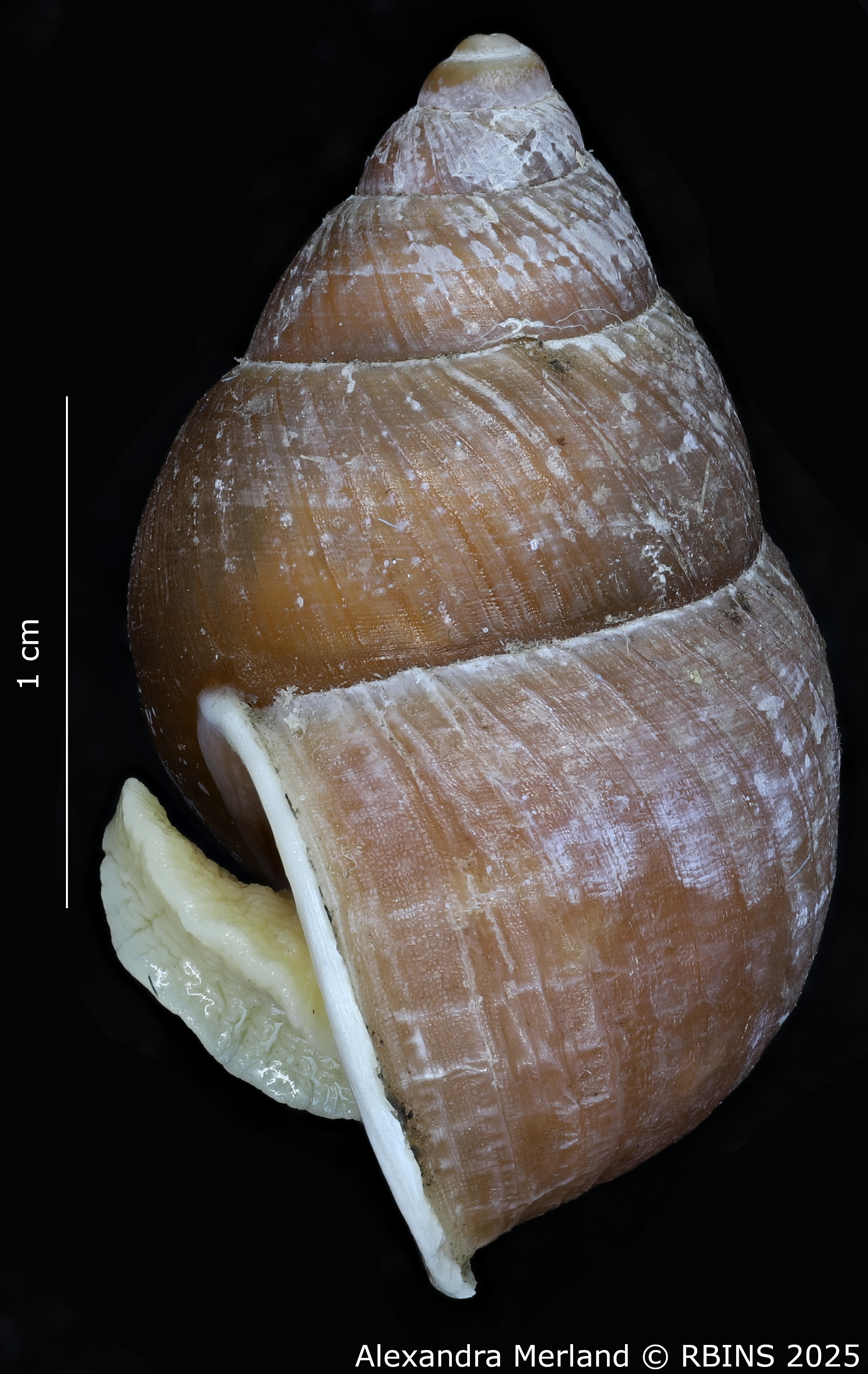 BE-RBINS-INV-MT-3184-Cerastua-upembae-pt-L.jpg