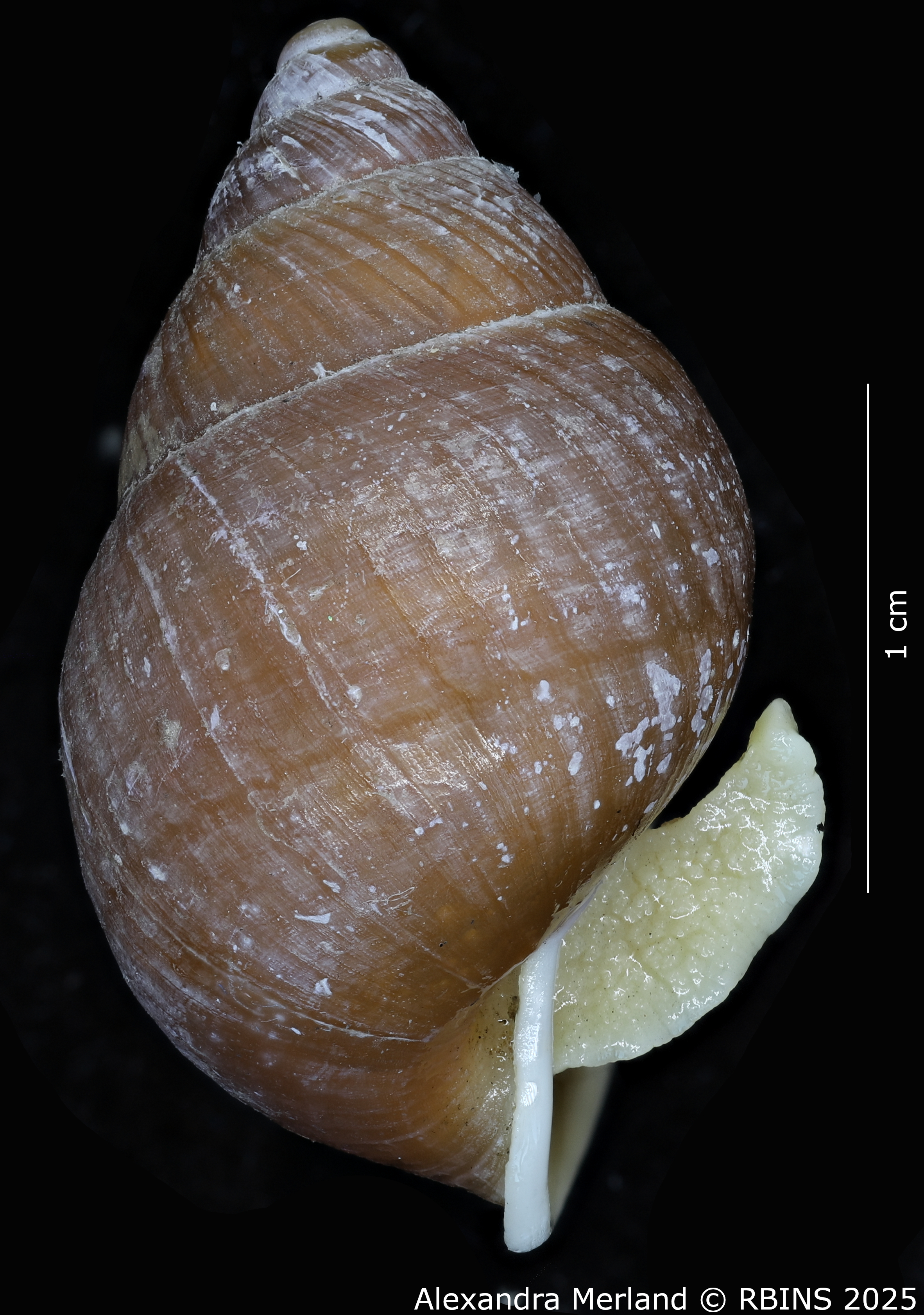 BE-RBINS-INV-MT-3184-Cerastua-upembae-pt-L2.jpg