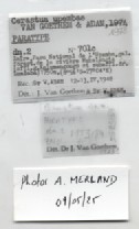 BE-RBINS-INV-MT-3184-Cerastua-upembae-pt-label.jpg