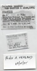 BE-RBINS-INV-MT-3183-Cerastua-upembae-ht-label.jpg BE-RBINS-INV-MT-3183-Cerastua-upembae-ht-label.jpg