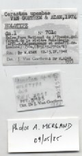 BE-RBINS-INV-MT-3183-Cerastua-upembae-ht-label.jpg