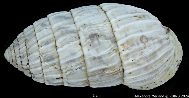 BE-RBINS-INV-MT-3392-Cerion-iostoma-moreleti-pt-D.jpg BE-RBINS-INV-MT-3392-Cerion-iostoma-moreleti-pt-D.jpg