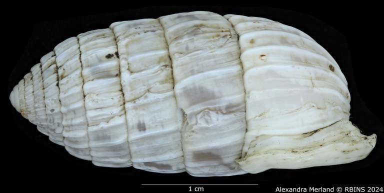 BE-RBINS-INV-MT-3392-Cerion-iostoma-moreleti-pt-L.jpg BE-RBINS-INV-MT-3392-Cerion-iostoma-moreleti-pt-L.jpg