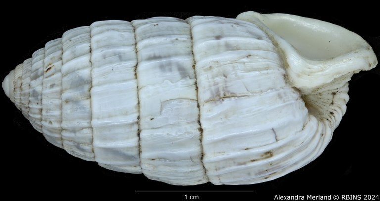 BE-RBINS-INV-MT-3392-Cerion-iostoma-moreleti-pt-L2.jpg BE-RBINS-INV-MT-3392-Cerion-iostoma-moreleti-pt-L2.jpg