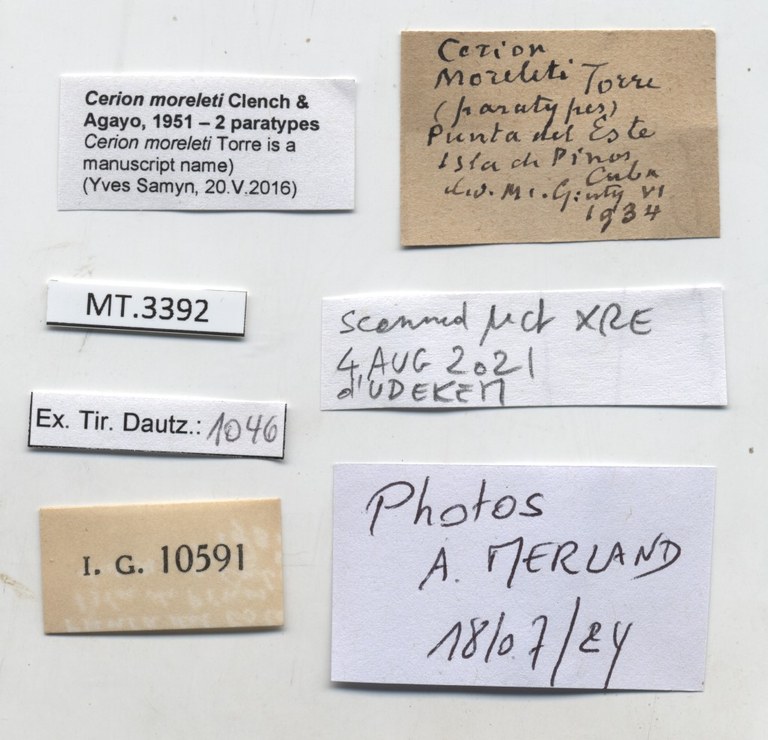 BE-RBINS-INV-MT-3392-Cerion-iostoma-moreleti-pt-label.jpg BE-RBINS-INV-MT-3392-Cerion-iostoma-moreleti-pt-label.jpg
