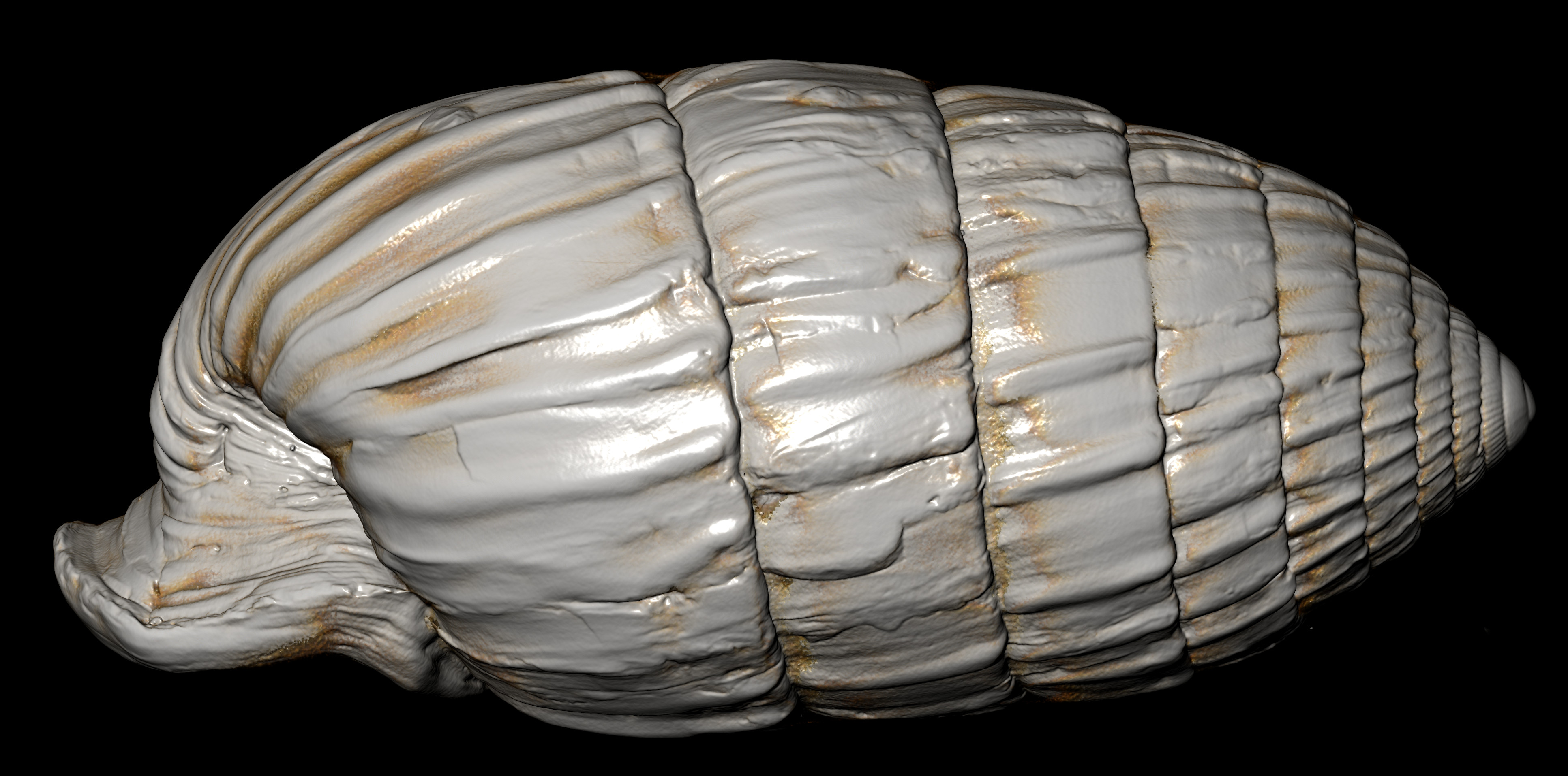 BE-RBINS-INV-MT-3392-Cerion-iostoma-moreleti-pt-left-high-gradient-BIG.jpg