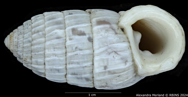 BE-RBINS-INV-MT-3392-Cerion-iostoma-moreleti-pt-V.jpg BE-RBINS-INV-MT-3392-Cerion-iostoma-moreleti-pt-V.jpg