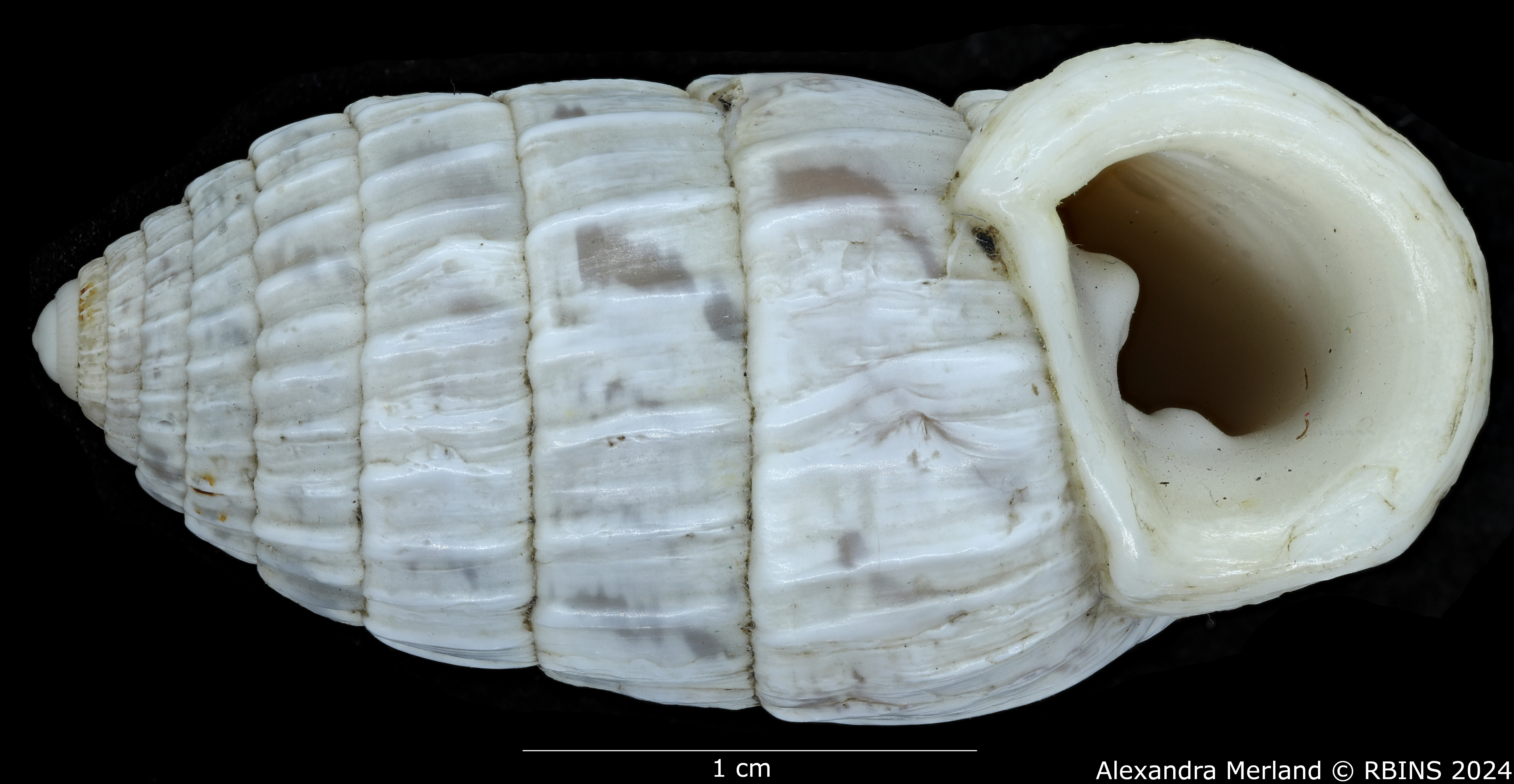 BE-RBINS-INV-MT-3392-Cerion-iostoma-moreleti-pt-V.jpg
