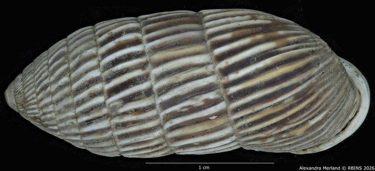 BE-RBINS-INV-MT-1796-Cerion-melanostomum-pt-D.jpg