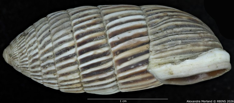 BE-RBINS-INV-MT-1796-Cerion-melanostomum-pt-L.jpg