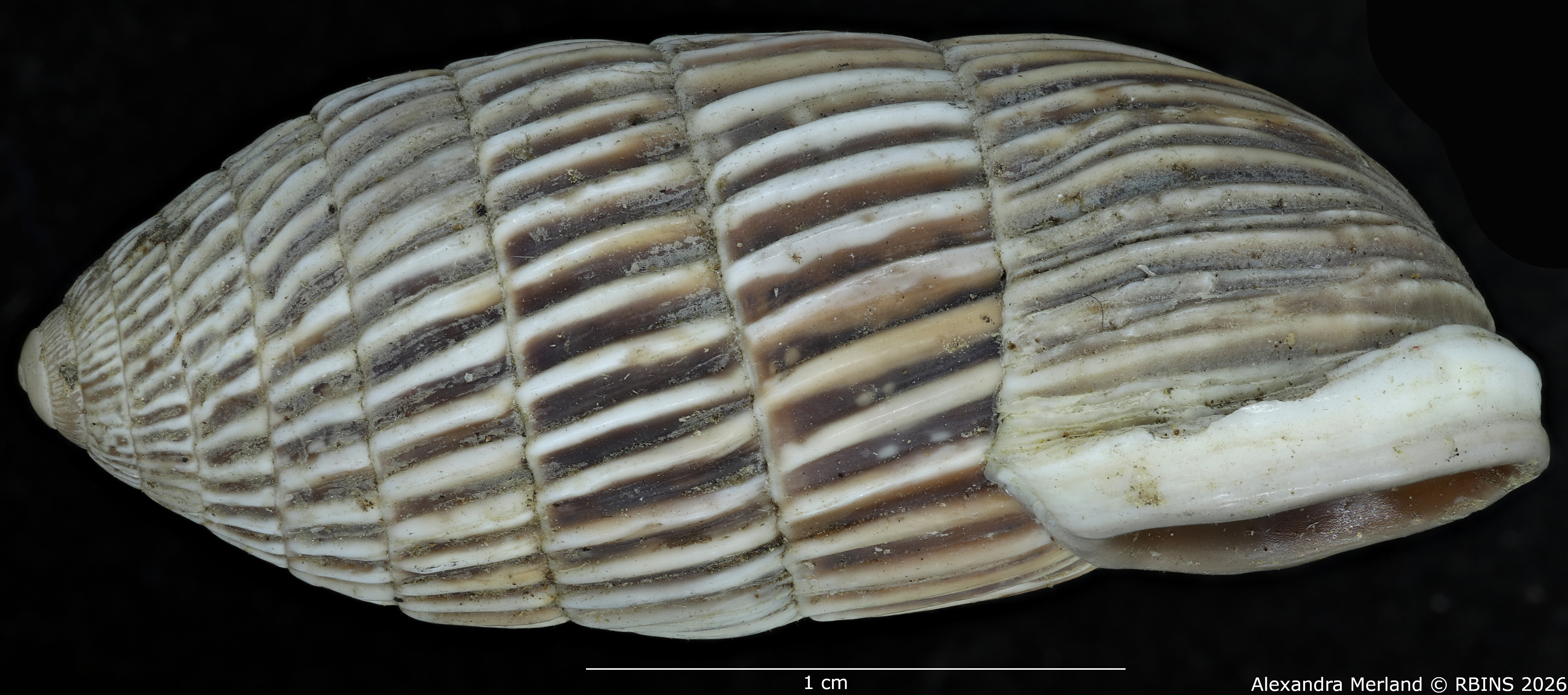 BE-RBINS-INV-MT-1796-Cerion-melanostomum-pt-L.jpg