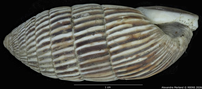 BE-RBINS-INV-MT-1796-Cerion-melanostomum-pt-L2.jpg