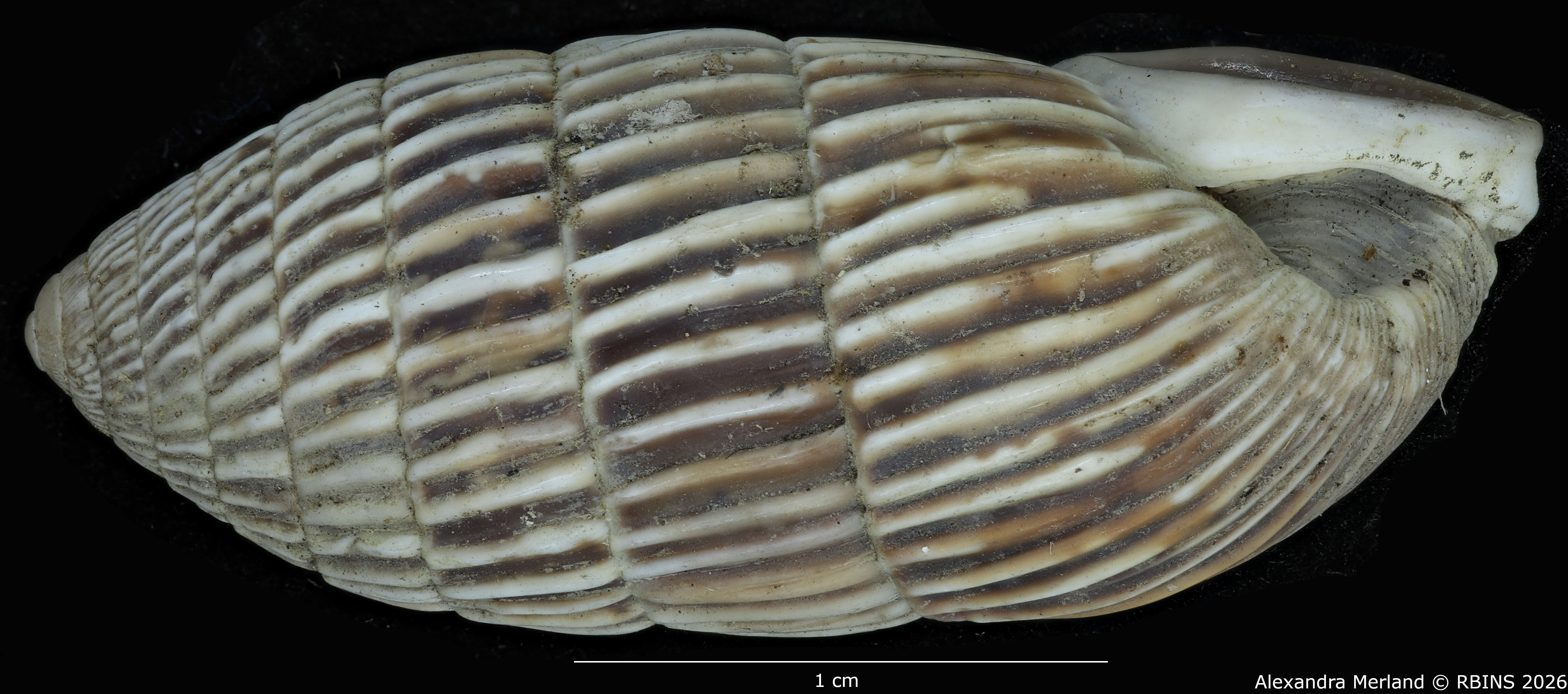 BE-RBINS-INV-MT-1796-Cerion-melanostomum-pt-L2.jpg
