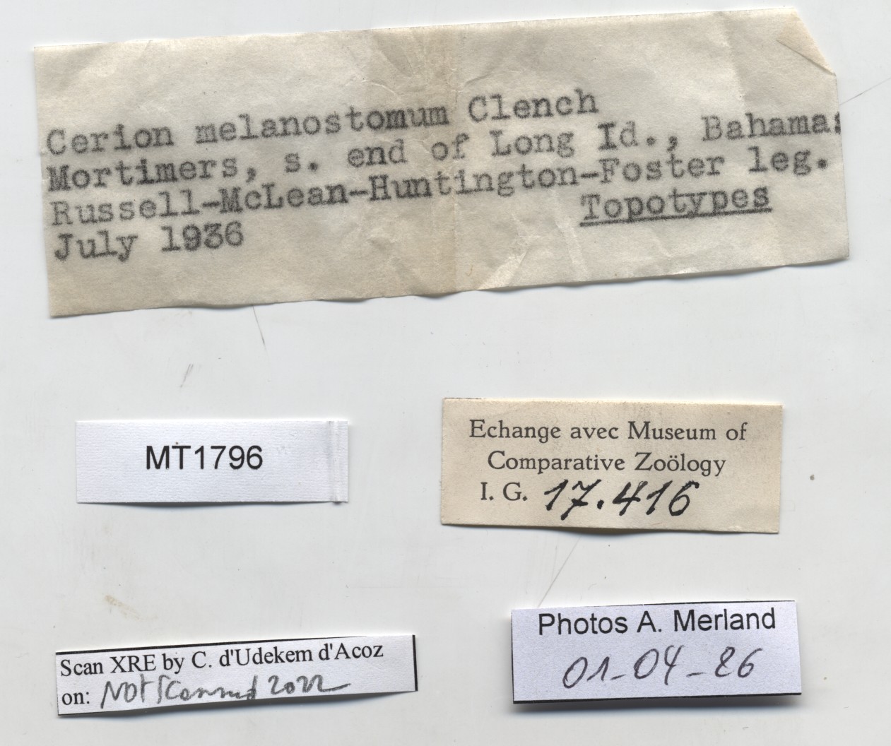 BE-RBINS-INV-MT-1796-Cerion-melanostomum-pt-label.jpg