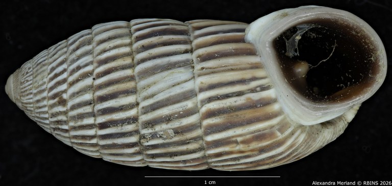 BE-RBINS-INV-MT-1796-Cerion-melanostomum-pt-V.jpg