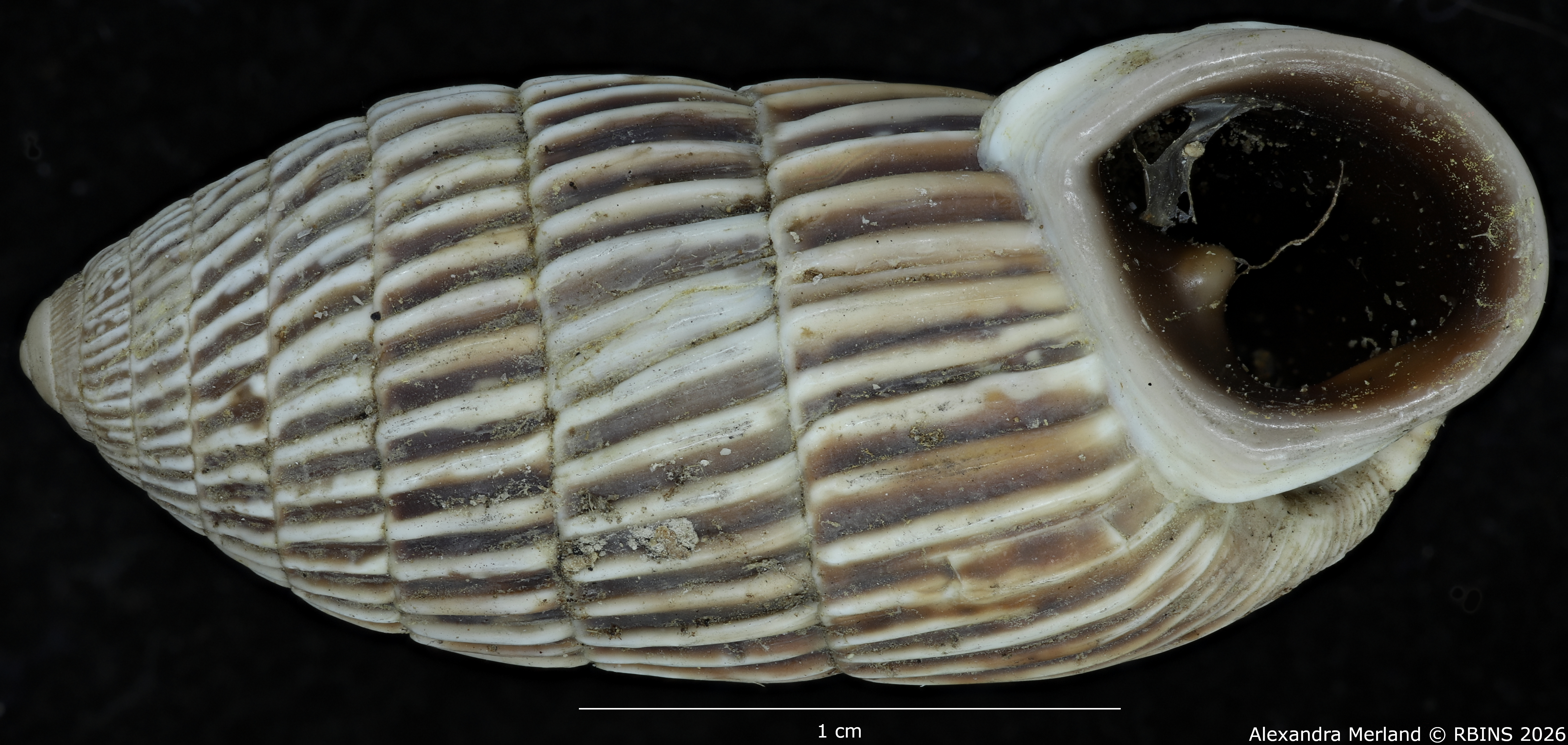 BE-RBINS-INV-MT-1796-Cerion-melanostomum-pt-V.jpg