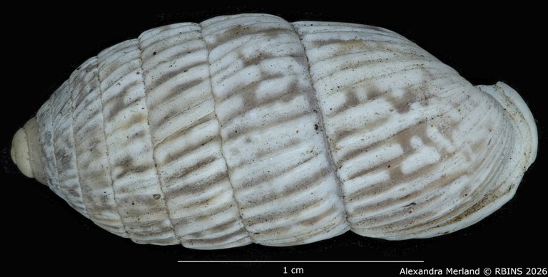 BE-RBINS-INV-MT-1799-Cerion-minae-enriquis-pt-D.jpg