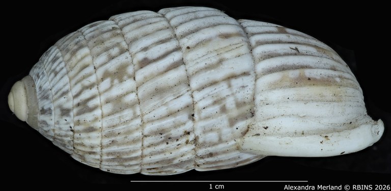 BE-RBINS-INV-MT-1799-Cerion-minae-enriquis-pt-L.jpg