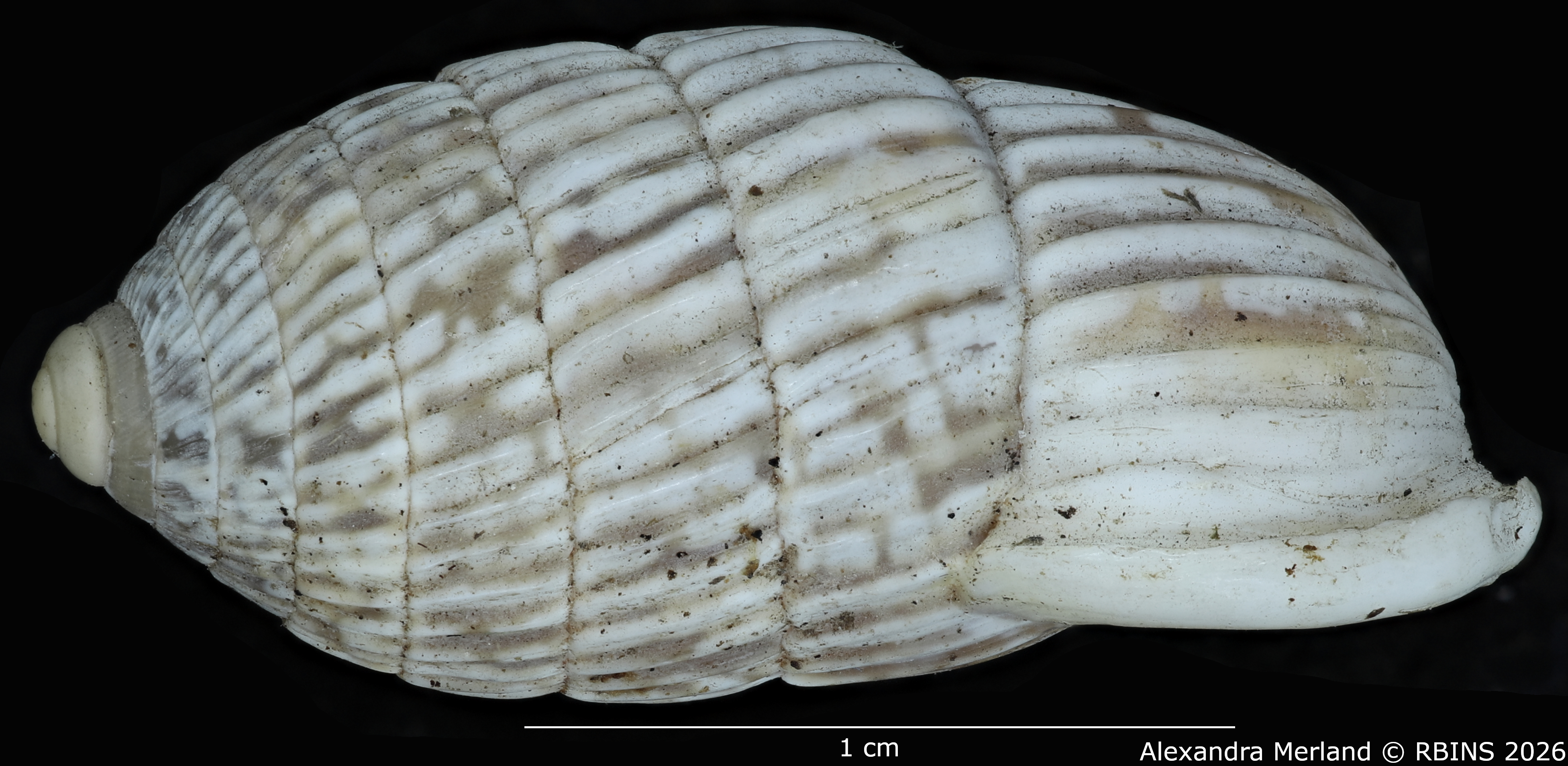 BE-RBINS-INV-MT-1799-Cerion-minae-enriquis-pt-L.jpg