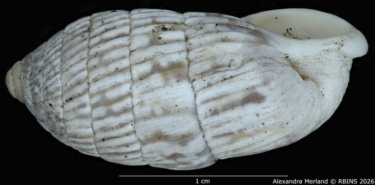 BE-RBINS-INV-MT-1799-Cerion-minae-enriquis-pt-L2.jpg