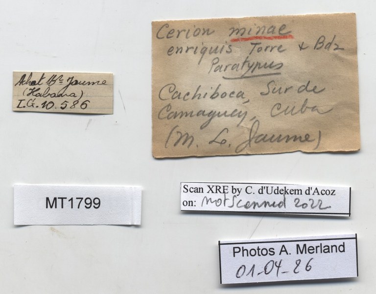 BE-RBINS-INV-MT-1799-Cerion-minae-enriquis-pt-label.jpg