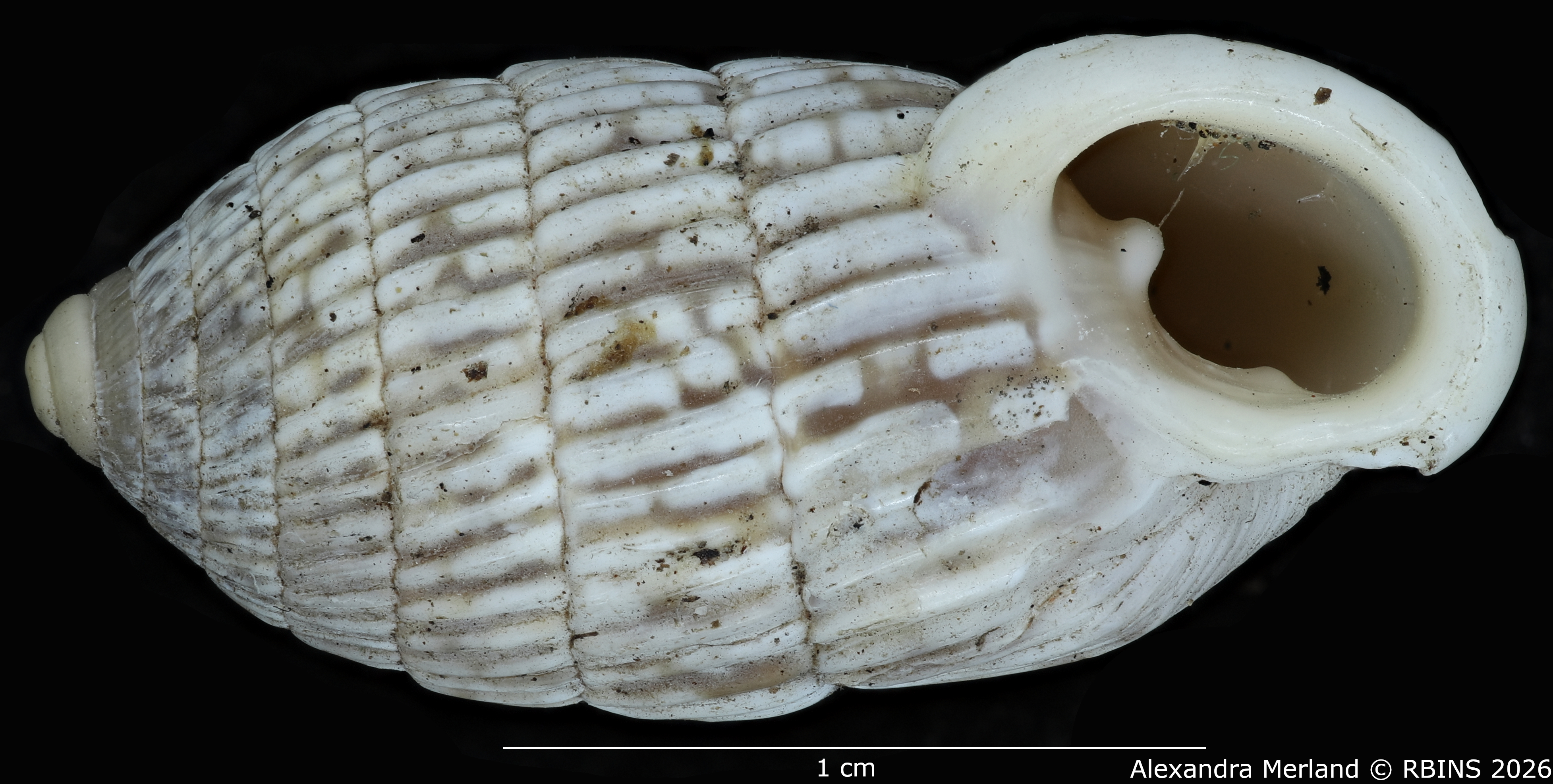 BE-RBINS-INV-MT-1799-Cerion-minae-enriquis-pt-V.jpg