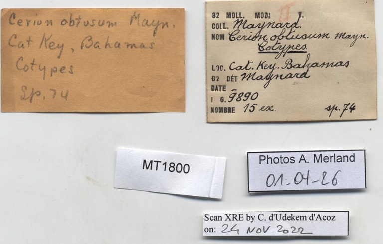 BE-RBINS-INV-MT-1800-Cerion-obtusum-st-label.jpg