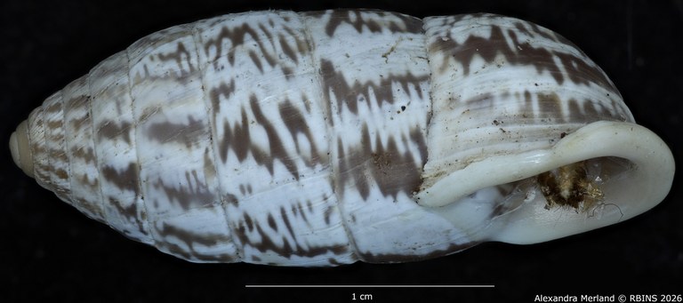 BE-RBINS-INV-MT-1806-Cerion-salvatori-maculatum-pt-L.jpg