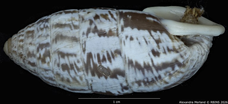 BE-RBINS-INV-MT-1806-Cerion-salvatori-maculatum-pt-L2.jpg