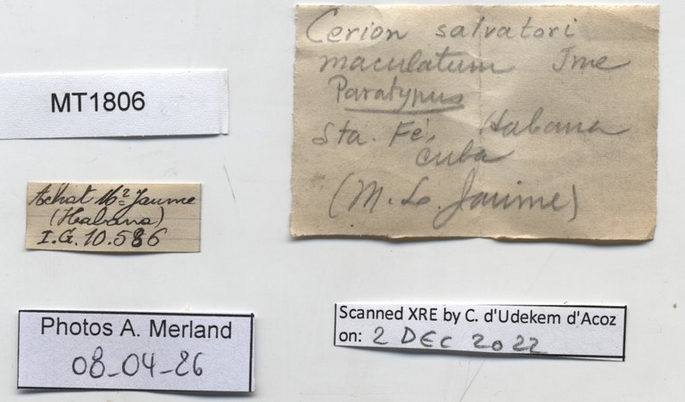 BE-RBINS-INV-MT-1806-Cerion-salvatori-maculatum-pt-label.jpg
