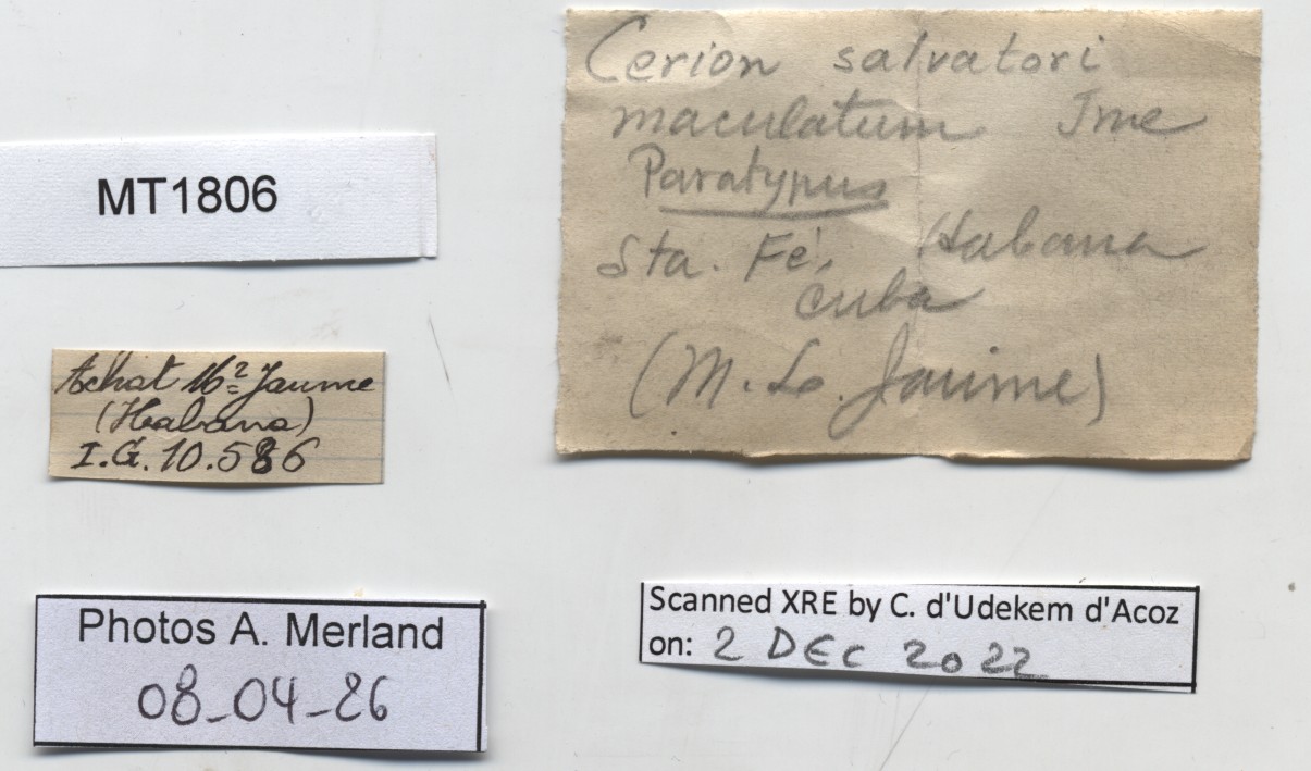 BE-RBINS-INV-MT-1806-Cerion-salvatori-maculatum-pt-label.jpg