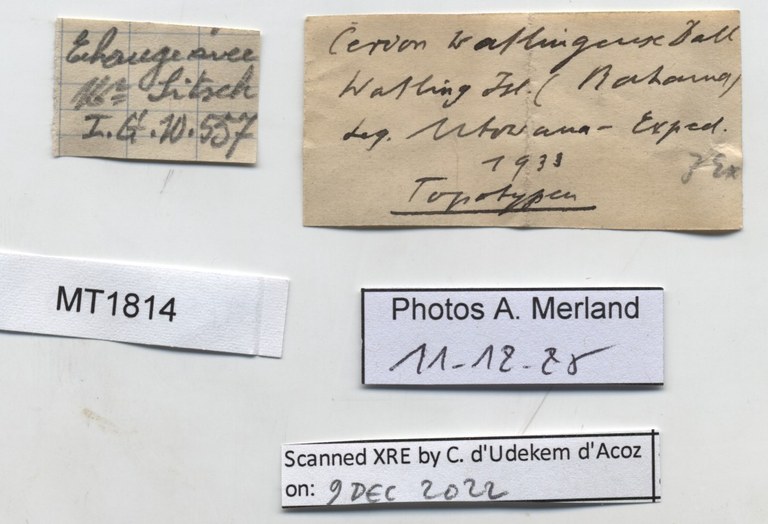BE-RBINS-INV-MT-1814-Cerion-(Strophiops)-watlingense-tpt-label.jpg
