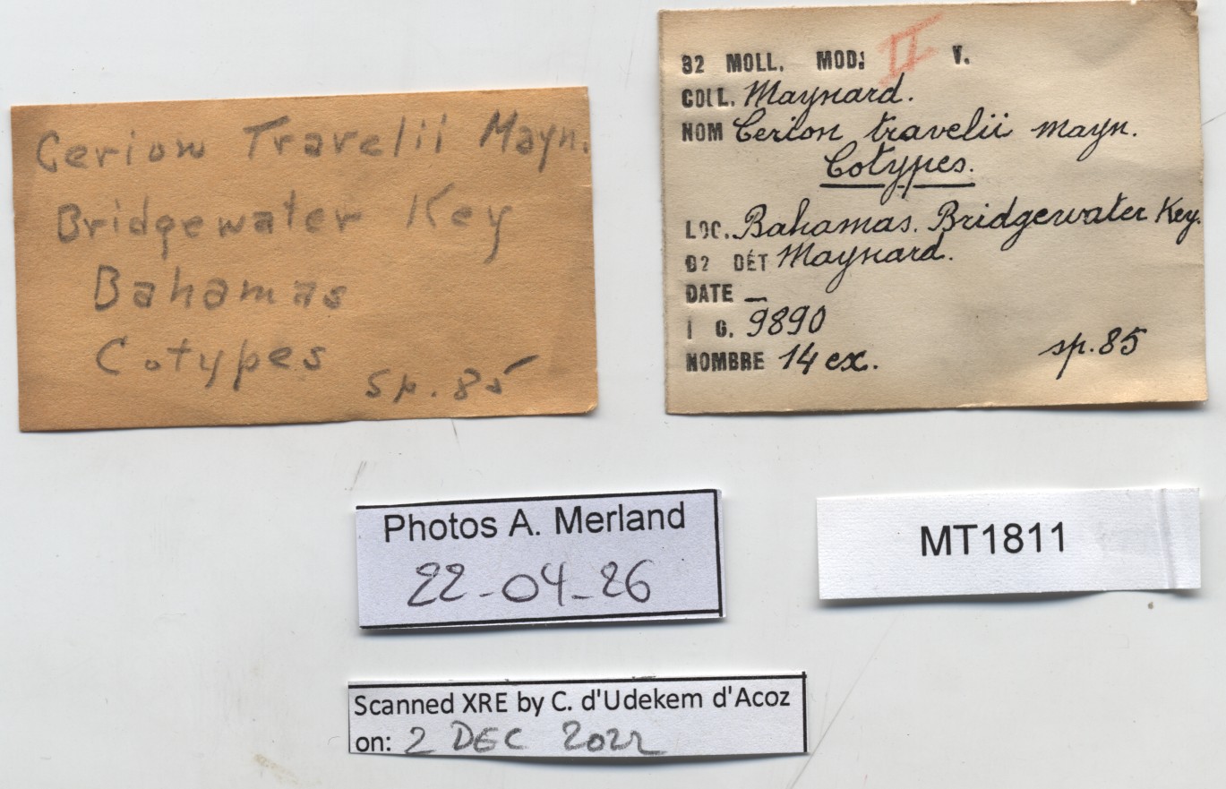 BE-RBINS-INV-MT-1811-Cerion-travelii-ct-label.jpg