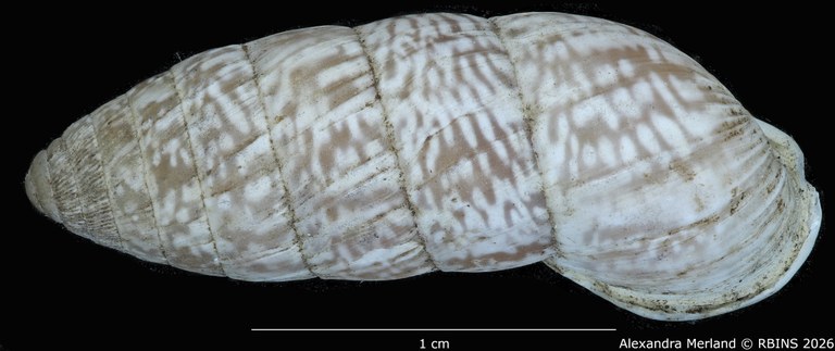 BE-RBINS-INV-MT-1812-Cerion-tridentatum-rocai-pt-D.jpg