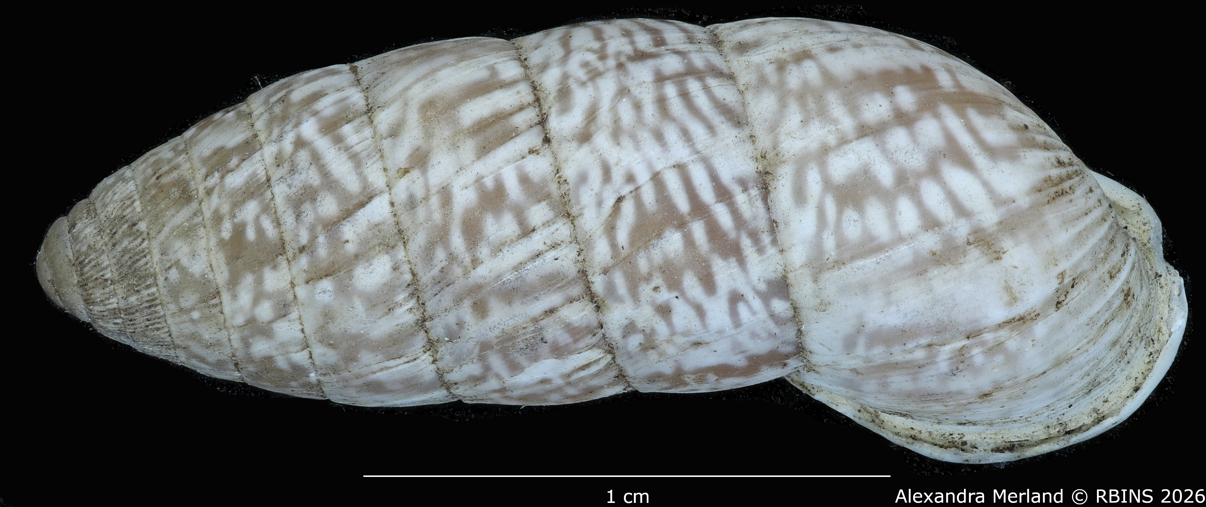 BE-RBINS-INV-MT-1812-Cerion-tridentatum-rocai-pt-D.jpg
