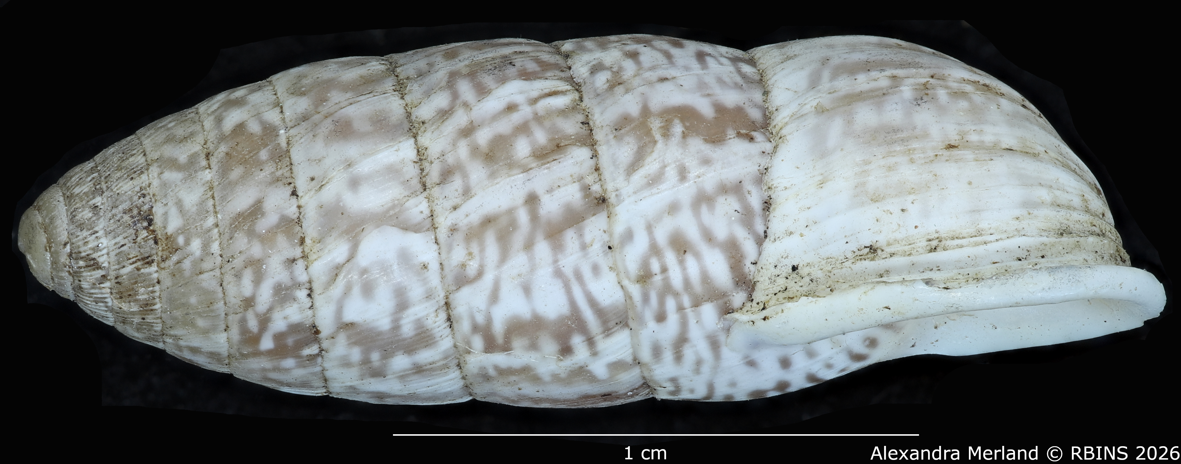 BE-RBINS-INV-MT-1812-Cerion-tridentatum-rocai-pt-L.jpg