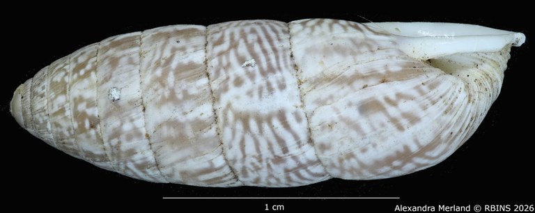 BE-RBINS-INV-MT-1812-Cerion-tridentatum-rocai-pt-L2.jpg
