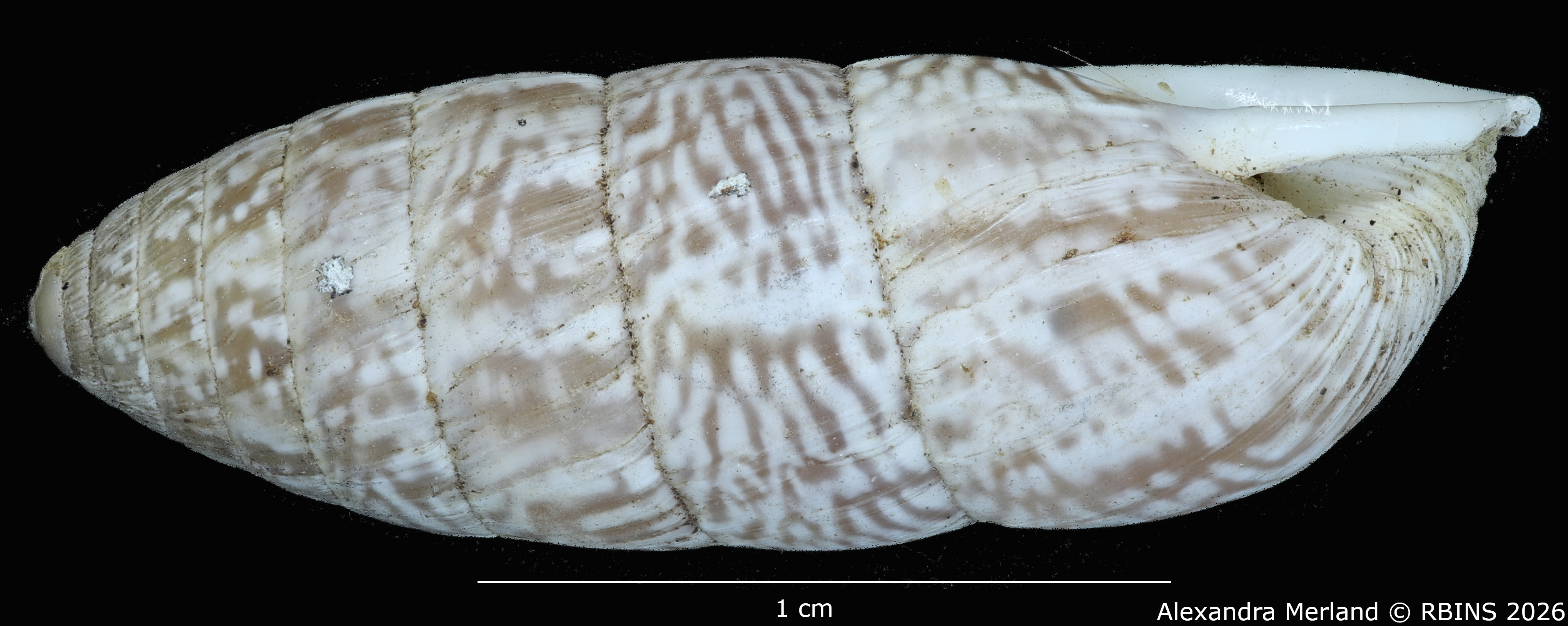 BE-RBINS-INV-MT-1812-Cerion-tridentatum-rocai-pt-L2.jpg