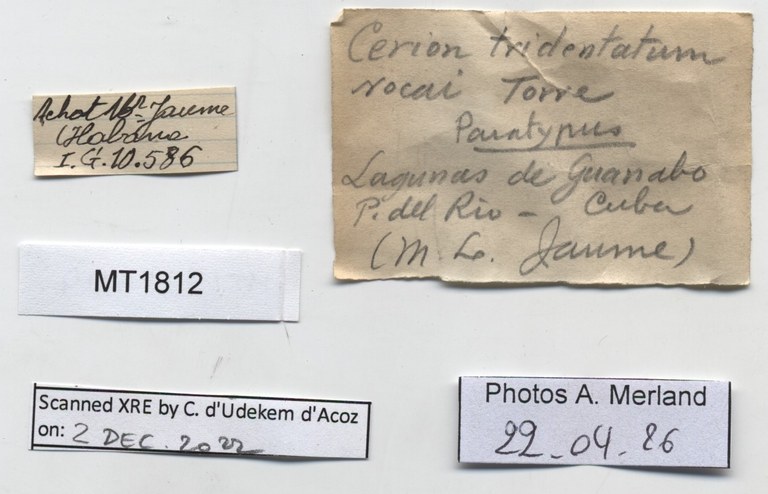 BE-RBINS-INV-MT-1812-Cerion-tridentatum-rocai-pt-label.jpg