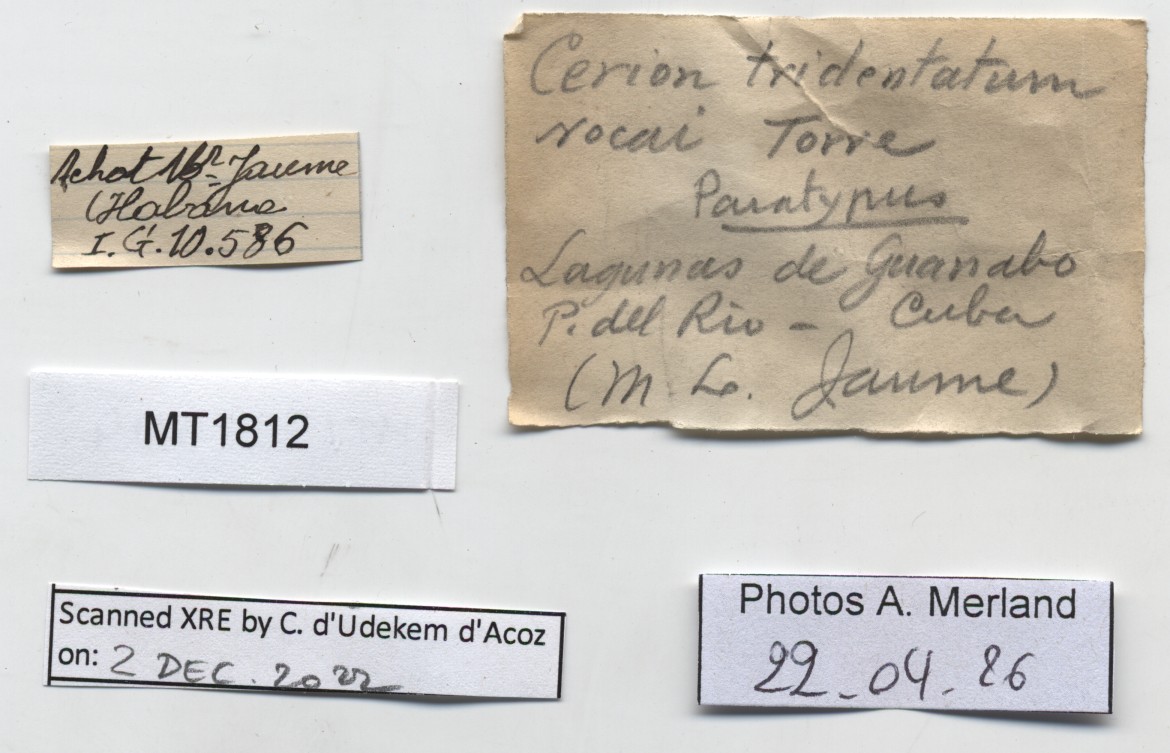 BE-RBINS-INV-MT-1812-Cerion-tridentatum-rocai-pt-label.jpg