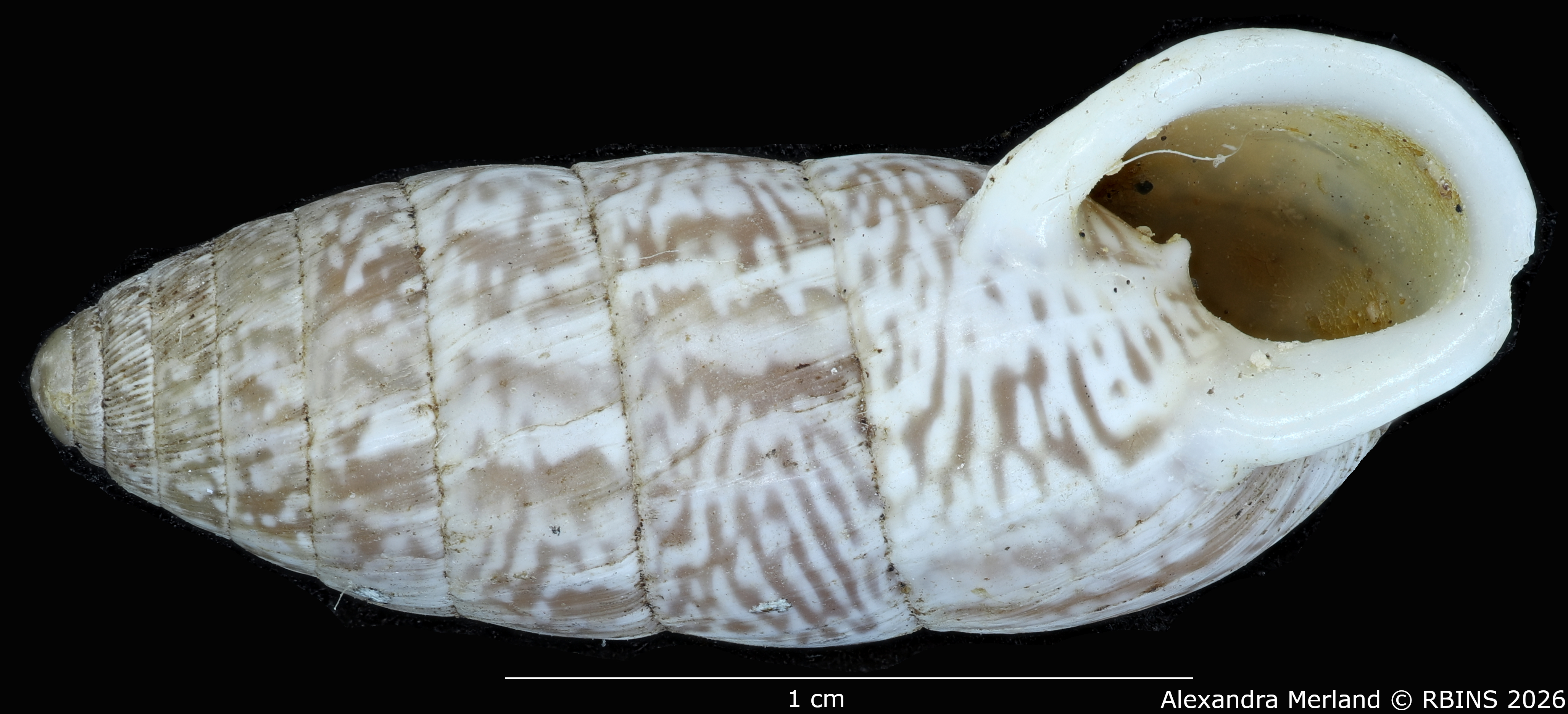 BE-RBINS-INV-MT-1812-Cerion-tridentatum-rocai-pt-V.jpg